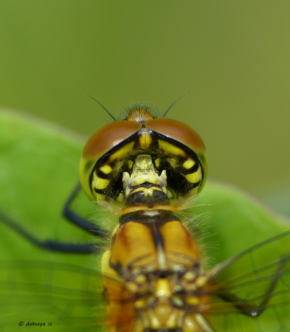 Nekwervel - Geleedpotigen - libel