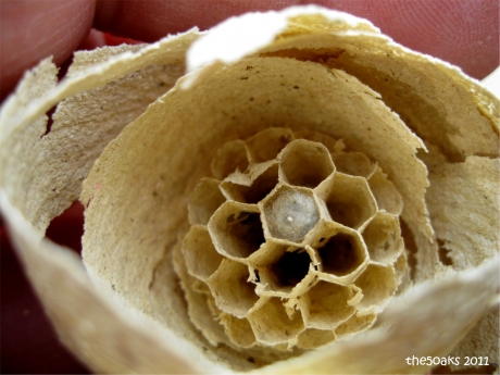 nest van de papierwesp