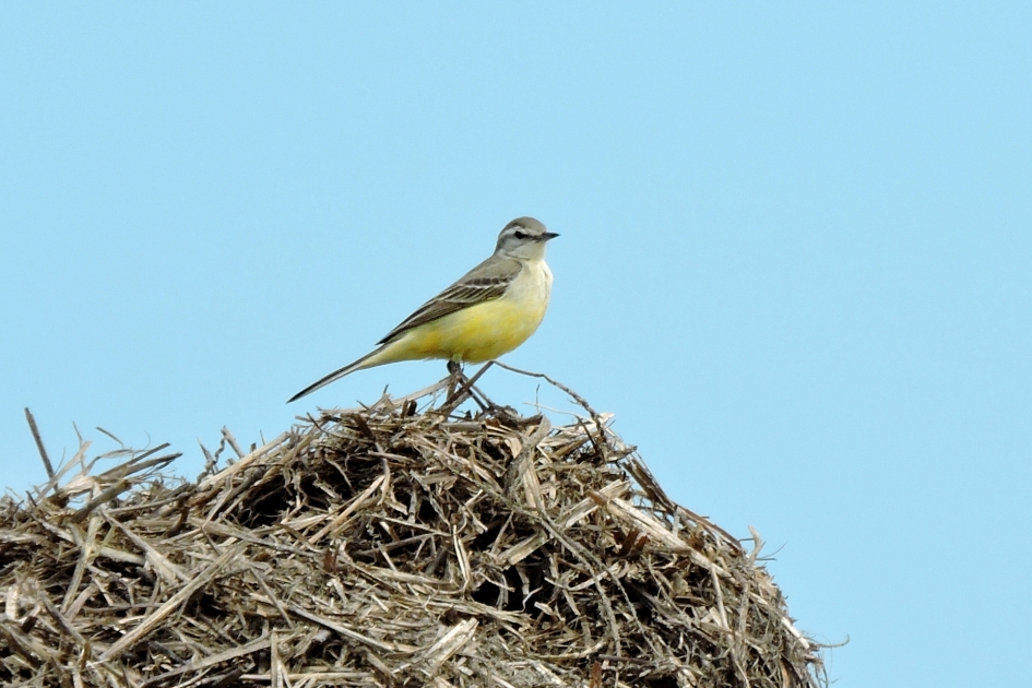 On top - Vogels - Grote gele kwikstaart