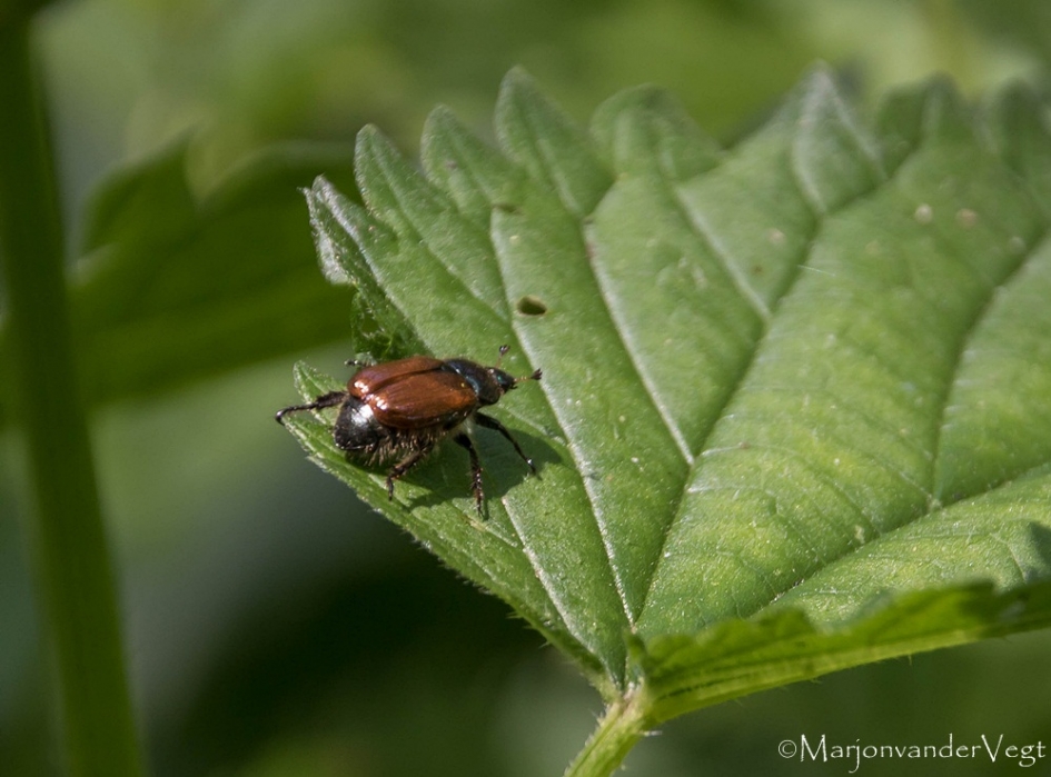 Rozenkever of Johanneskever - Geleedpotigen - kever