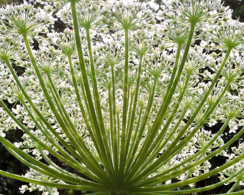 Onder een bloemenscherm - Planten - Reuzenberenklauw
