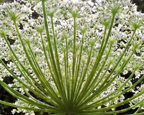 Onder een bloemenscherm