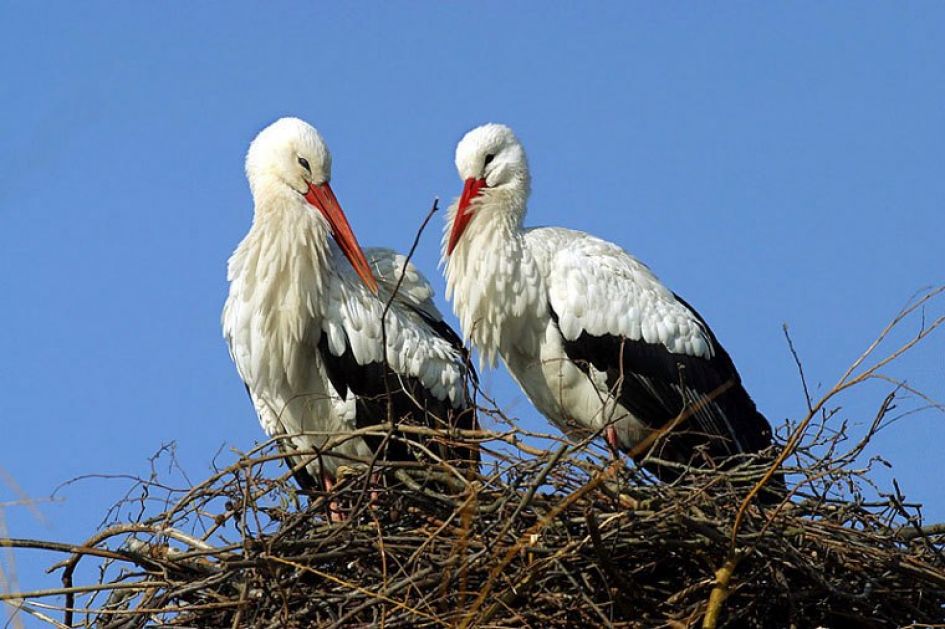 Ooievaar - Vogels - Ooievaar