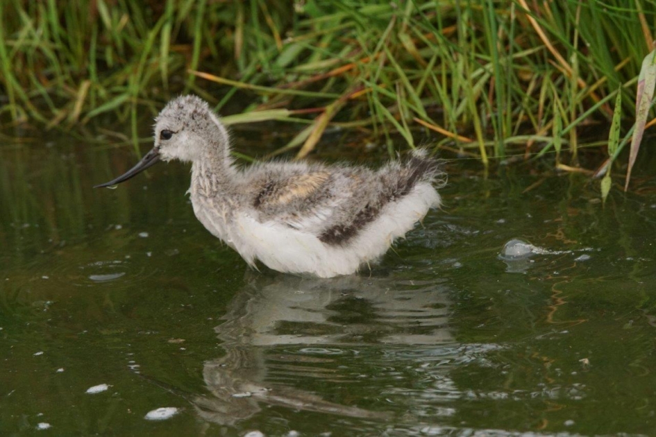 Op zoek - Vogels - Kluut