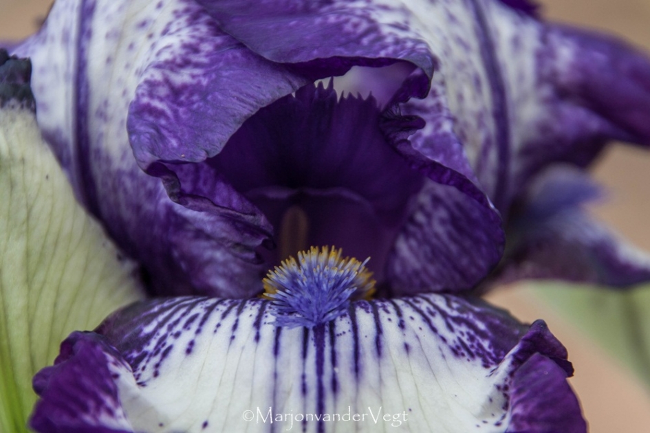 Open mond - Planten - Iris