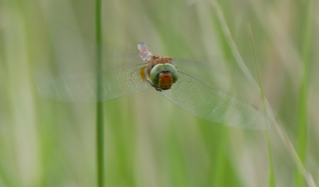 Opzij voor de vroege glazenmaker!