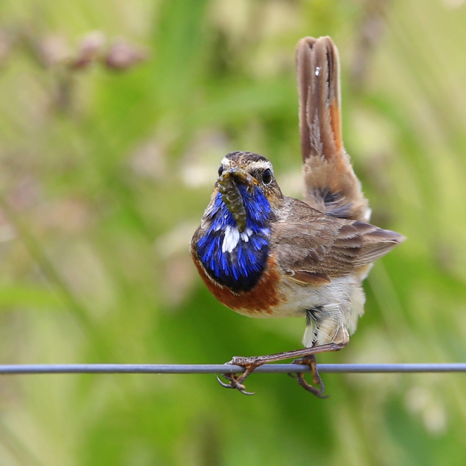 Overstag - Vogels - Blauwborst