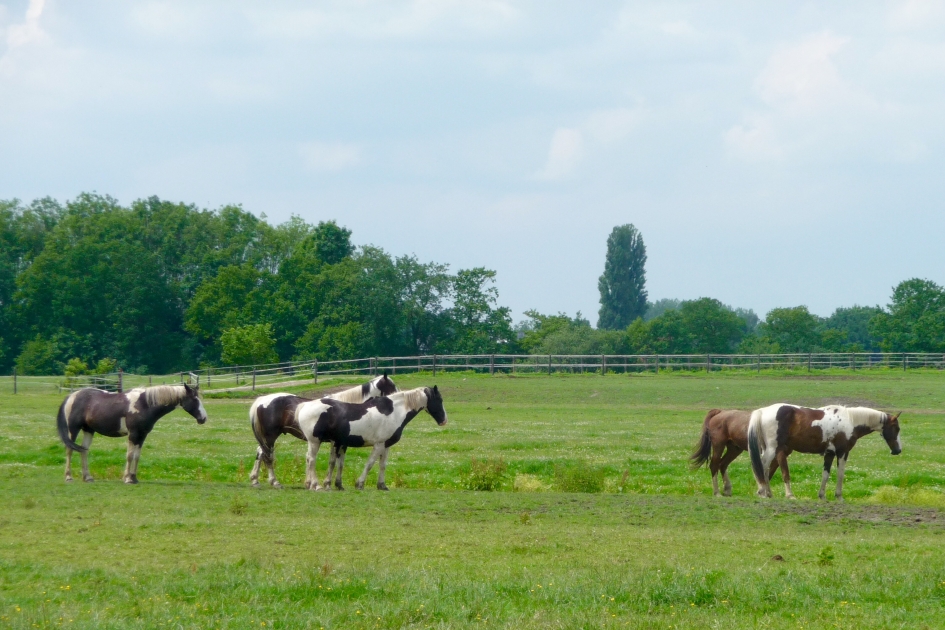 Paarden - Zoogdieren - 