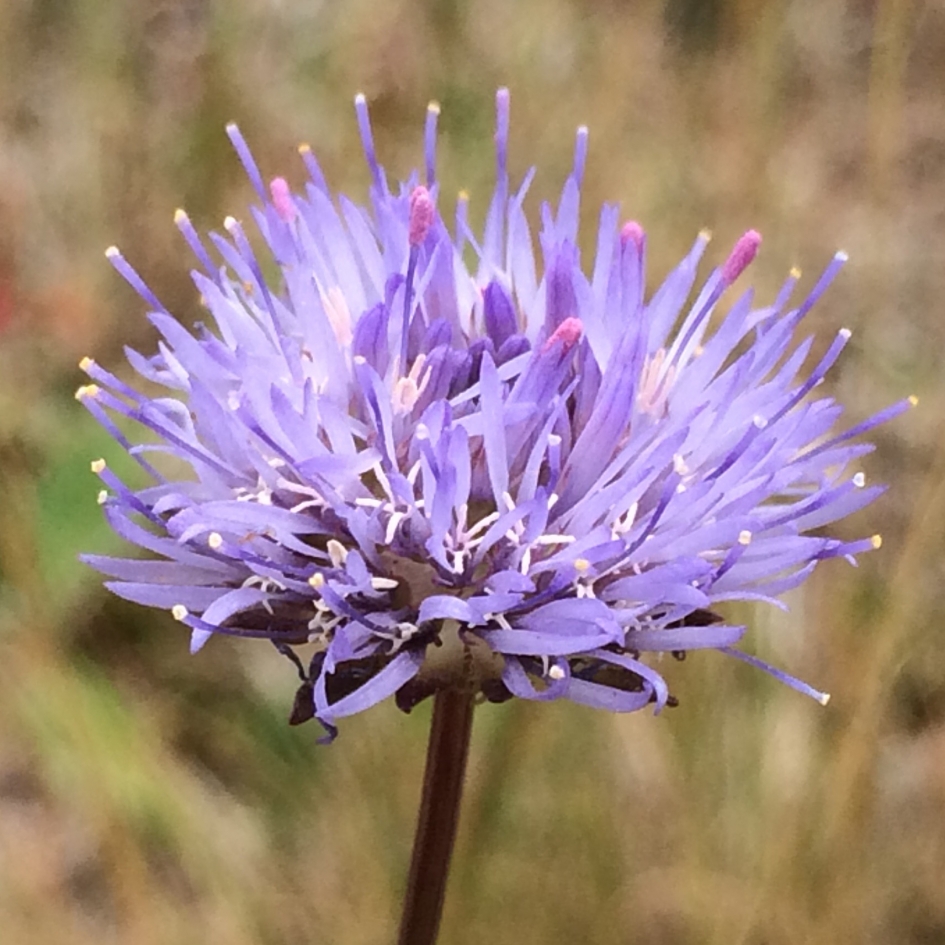 Paarse bloem - Planten - 