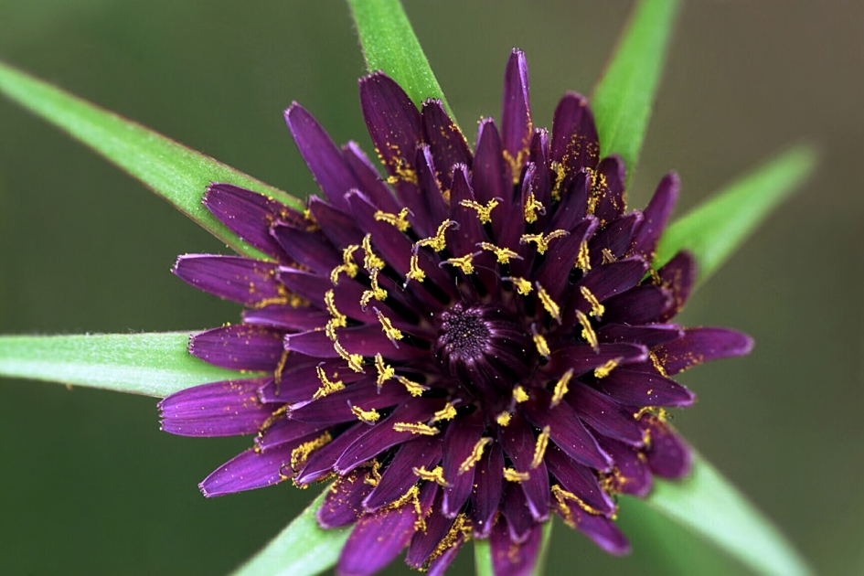 Paarse Morgenster - Planten - Paarse Morgenster