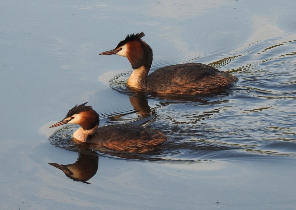 Paartje futen - Vogels - 