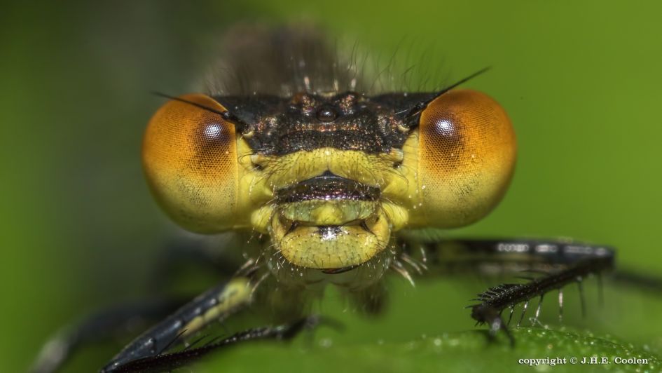 Pantserjuffer - Geleedpotigen - Pantserjuffer