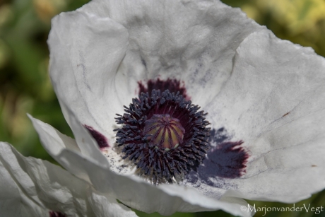 Papaver