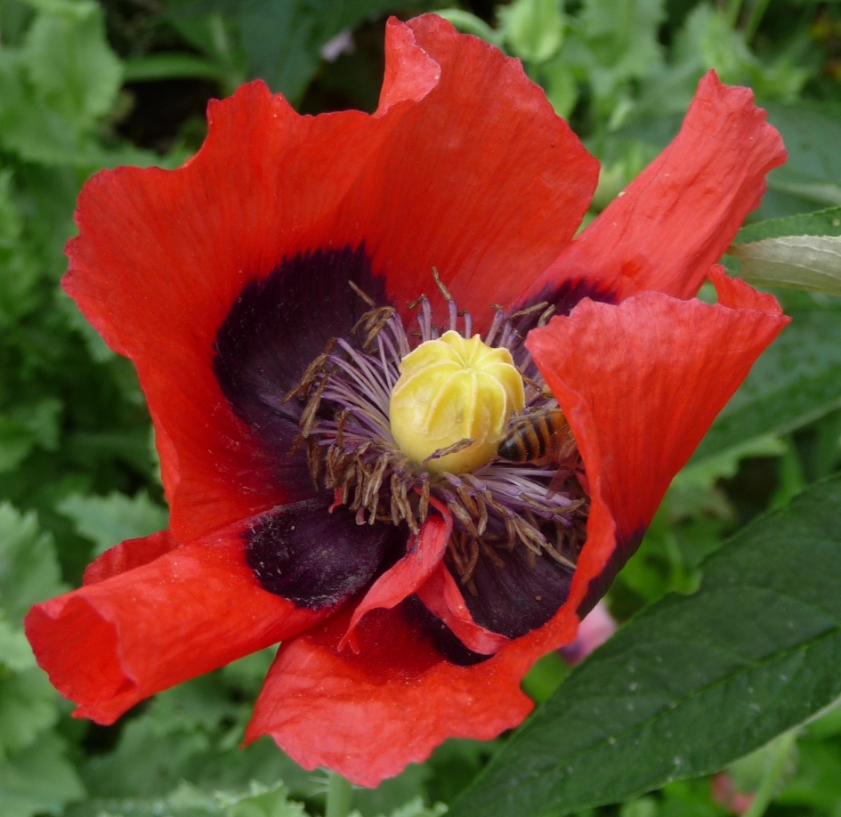 Papaver - Planten - 