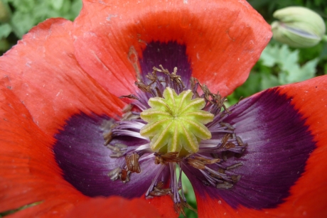 Papaver