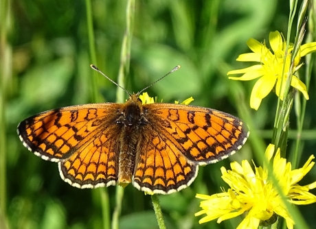 Parelmoervlinder