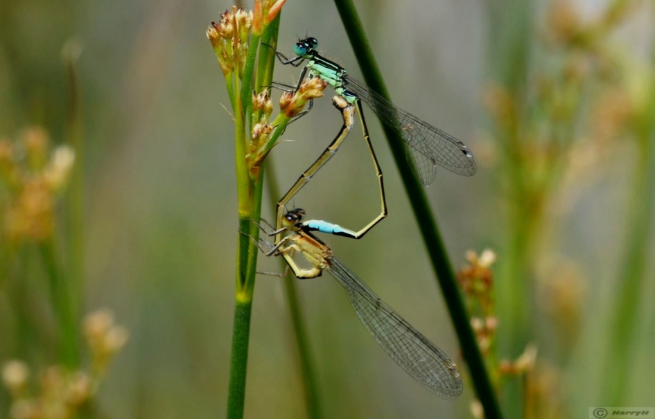 parende blauwe libellen - Geleedpotigen - 
