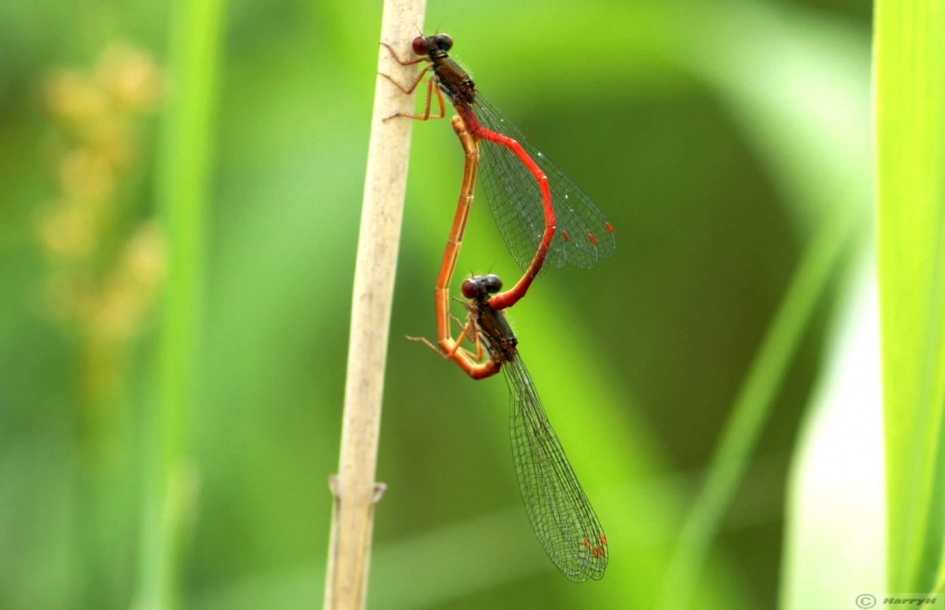 parende rode libellen - Geleedpotigen - 