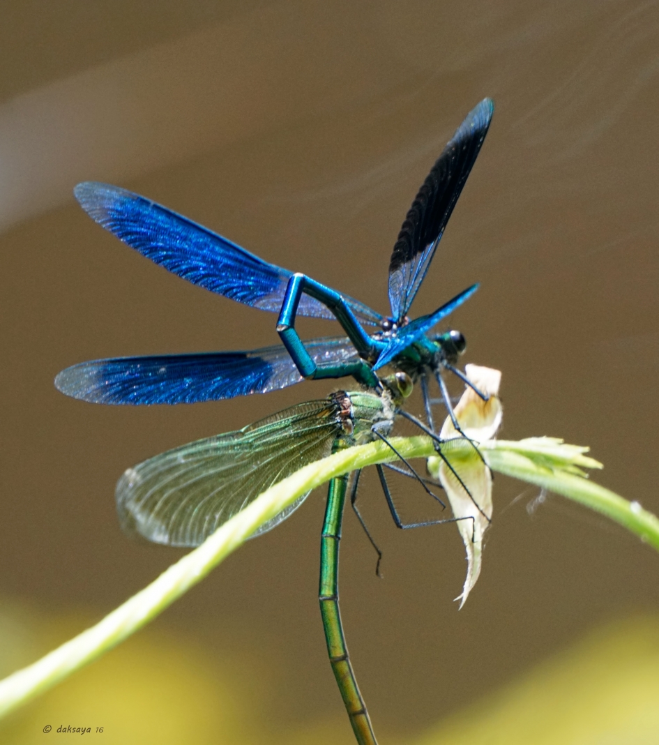 Parende weidebeekjuffers - Geleedpotigen - Weidebeekjuffer
