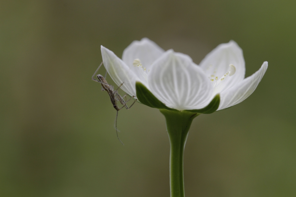Parnassia met jonge sprinkhaan - Planten - Parnassia