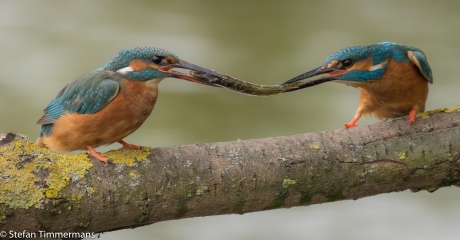 Pechsnoekje....maar wel een mazzelfotograaf!