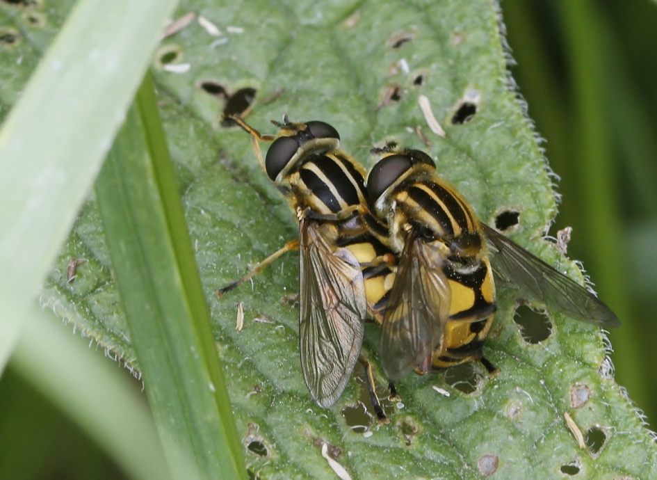 Pendelzweefvlieg - Geleedpotigen - Pendelzweefvlieg