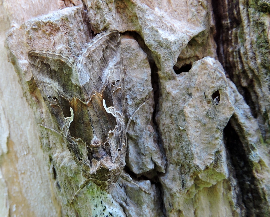 Perfecte camouflage - Geleedpotigen - Gamma-uil