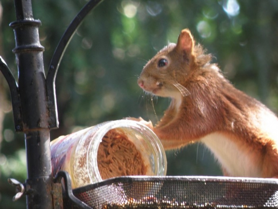 Pindakaas; wie is er niet groot mee geworden! - Zoogdieren - jonge eekhoorn