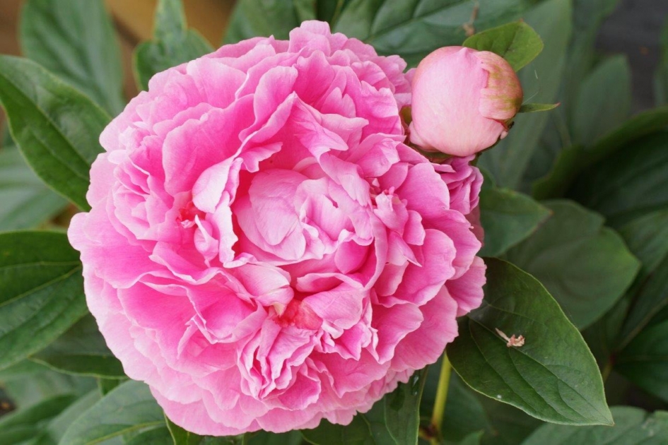 Pioenroos - Planten - Pioenroos