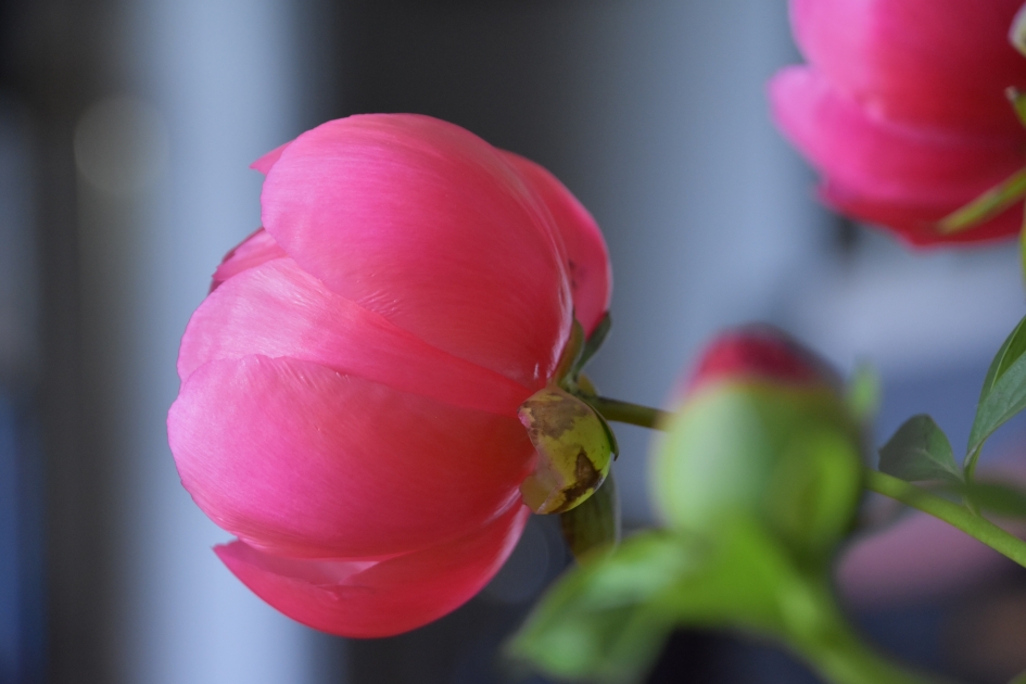 Pioenroos - Planten - Pioenroos