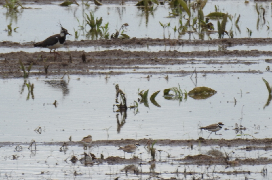 Plevieren en een kievit op ondergelopen land - Vogels - 