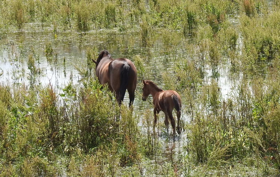 Pootje baden met mama. - Zoogdieren - 