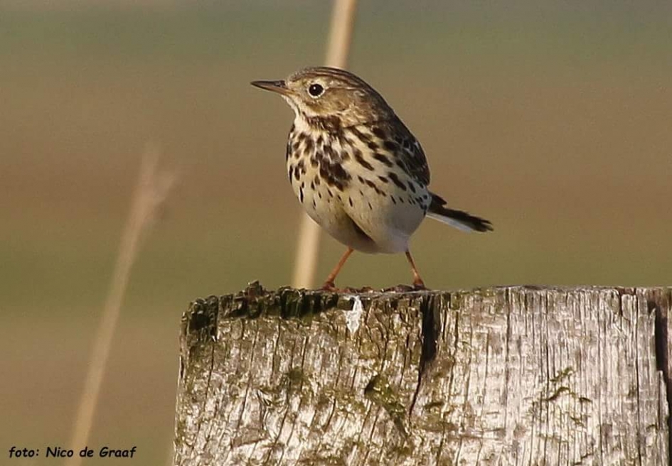 Poseren op een paal - Vogels - Graspieper