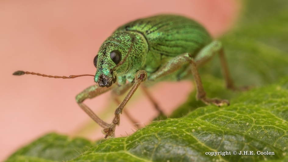 Prettig weekend - Geleedpotigen - Struiksnuitkever