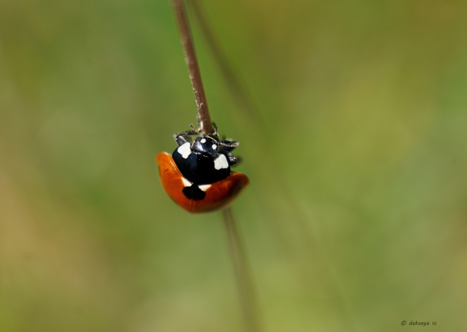 Puf! - Geleedpotigen - Lieveheersbeestje