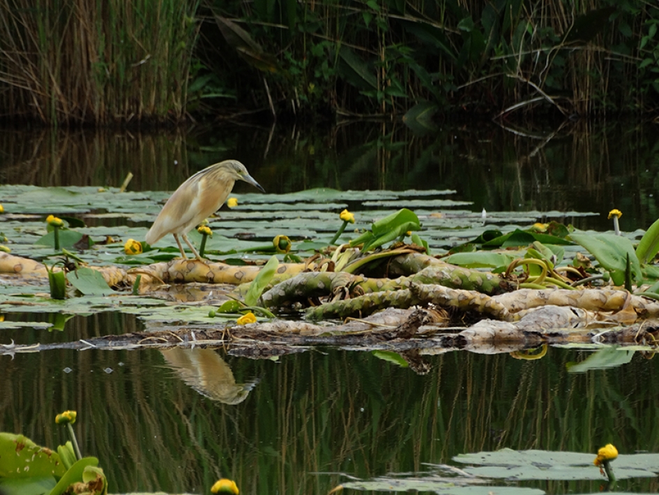 Ralreiger - Vogels - Ralreiger