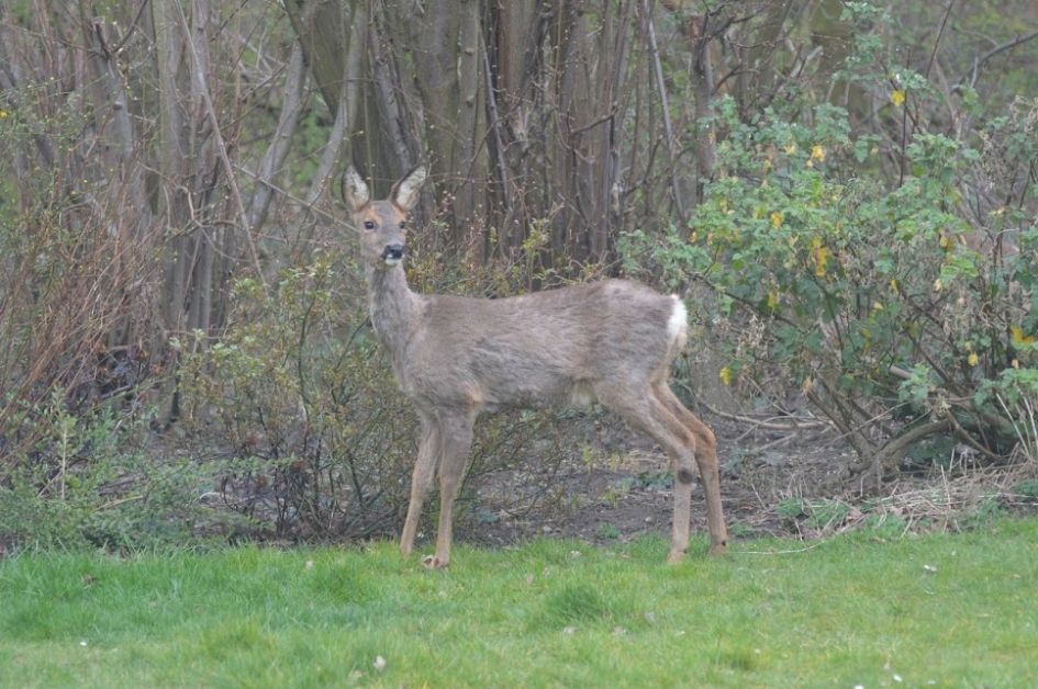 Ree in de tuin snoeit de rozenstruik. - Zoogdieren - Ree
