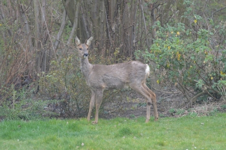 Ree in de tuin snoeit de rozenstruik.
