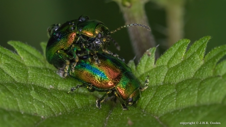 Regenbooggoudhaantje(s)