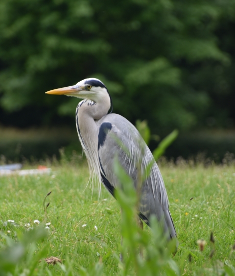 Reiger