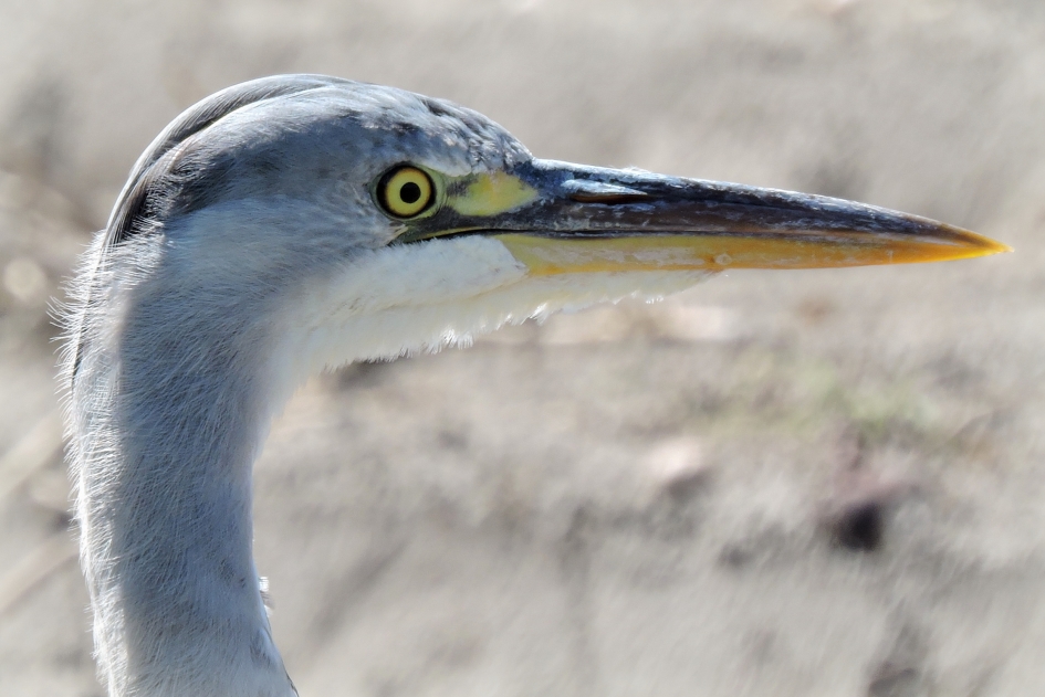Reiger - Vogels - Blauwe reiger
