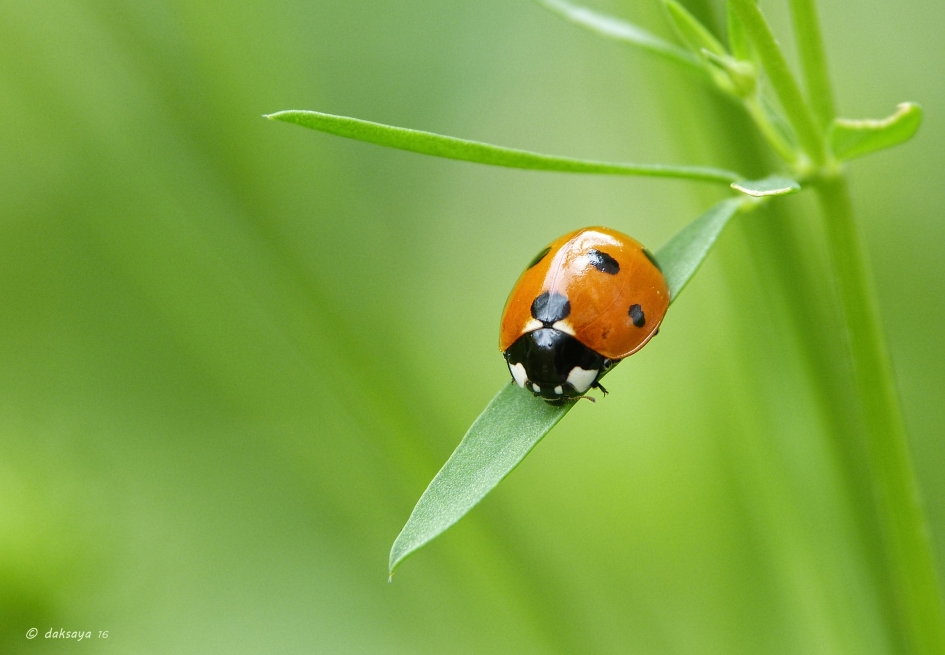 Relax.. - Geleedpotigen - Lieveheersbeestje