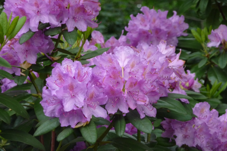 Rhododendron - Planten - Rhododendron