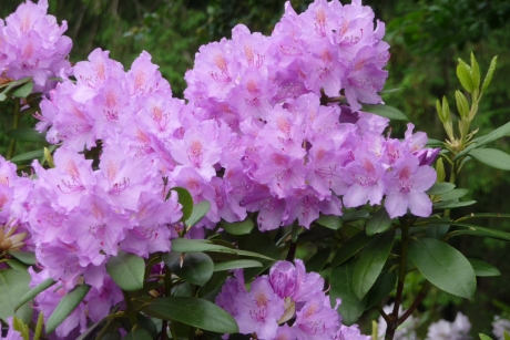 Rhododendron