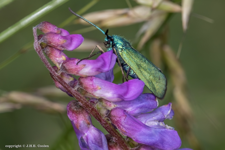 Roest 1 - Geleedpotigen - Metaalvlinder / Standkruidvlinder