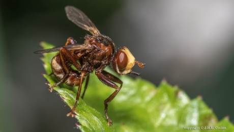 Roestbruine Kromlijf