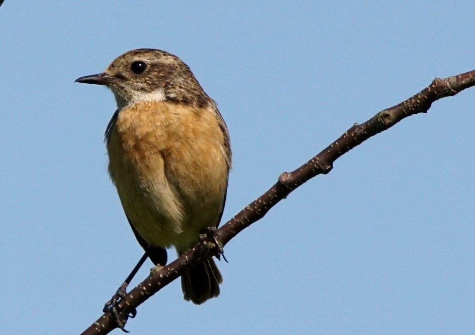 Rood borsttapuit - Vogels - roodborst tapuit