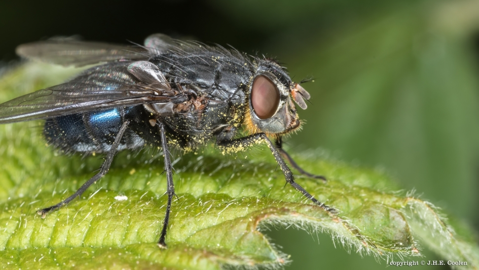 Roodbaard bromvlieg - Geleedpotigen - Roodbaard bromvlieg