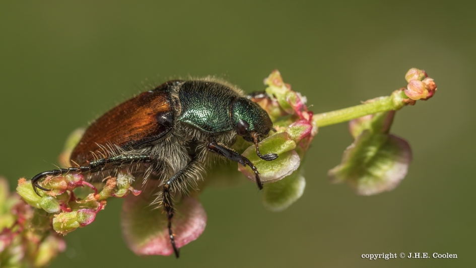 Rozenkever - Geleedpotigen - Rozenkever