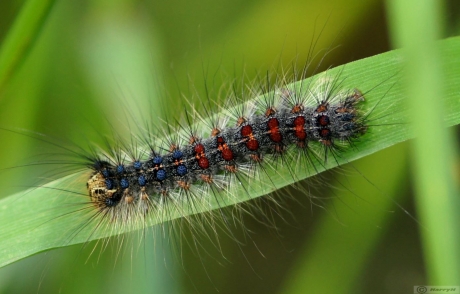 rups van de vlinder - de plakker (Lymantria dispar)